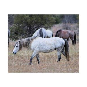 Wild Horses in Theodore Roosevelt National Park, North Dakota – Fine Art Photography Print of Free-Roaming Mustangs