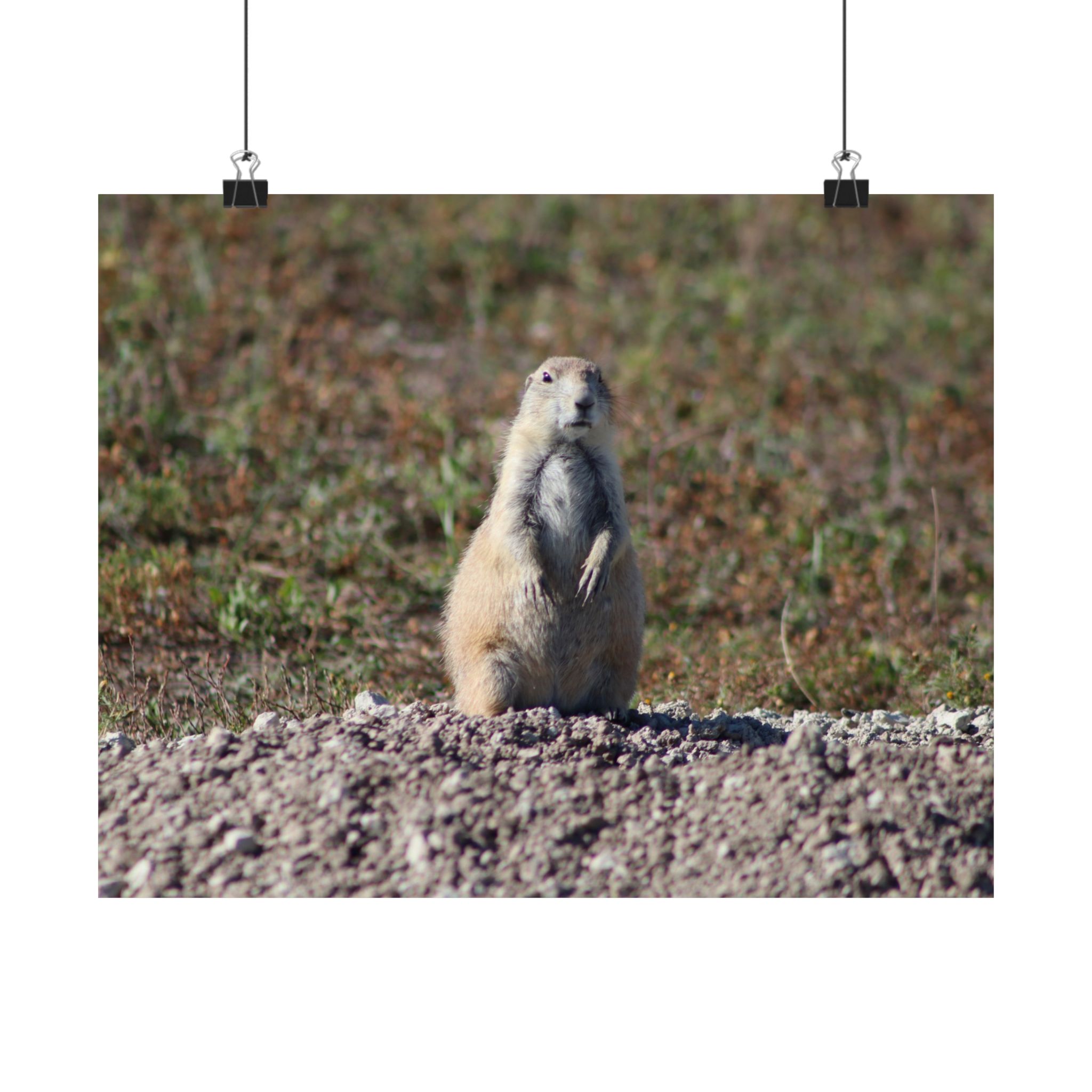 Prairie Dog Wildlife Fine Art Giclée – Badlands National Park, South Dakota – Great Plains Prairie Nature Photography on 300 gsm Archival Paper for Collectors and Rustic Western Wall Art - Image 6