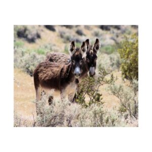 Wild Donkey Couple in Nevada Fine Art Print – Desert Wildlife Photography – Burros in Natural Habitat Premium 300 gsm Wall Art (Unframed)