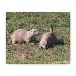 Prairie Dog Couple Wall Art Canvas – Black-Tailed Prairie Dogs in Badlands National Park South Dakota Wildlife Photography – Rustic and Nature-Inspired Home Décor Wrapped Canvas Print