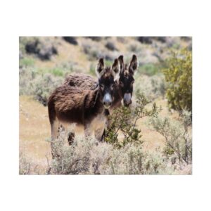 Wild Donkey Couple in Nevada Matte Print – Desert Wildlife Photography – Burros in Natural Habitat Poster Wall Art (Unframed)