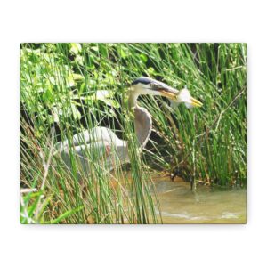 Great Blue Heron Striking a Fish in Eastern North Carolina Wetlands – Wrapped Canvas Coastal Bird and Wildlife Photography Wall Art – Perfect for Nature-Inspired Homes, Bird Lovers, and Coastal Décor