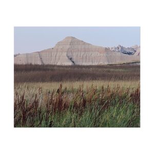 Reeds in the Badlands National Park South Dakota Scenic Landscape Photography Print | Prairie Grass, Buttes, and Rugged Western Wilderness Wall Art Décor