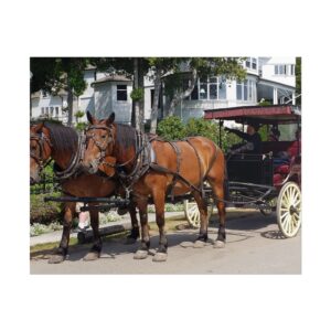 Horse and Carriage on West Bluff Mackinac Island Matte Print – Historic Michigan Landmark Photography – Great Lakes Travel Wall Art – Horses, Carriage Rides, and Island Architecture Poster (Unframed)