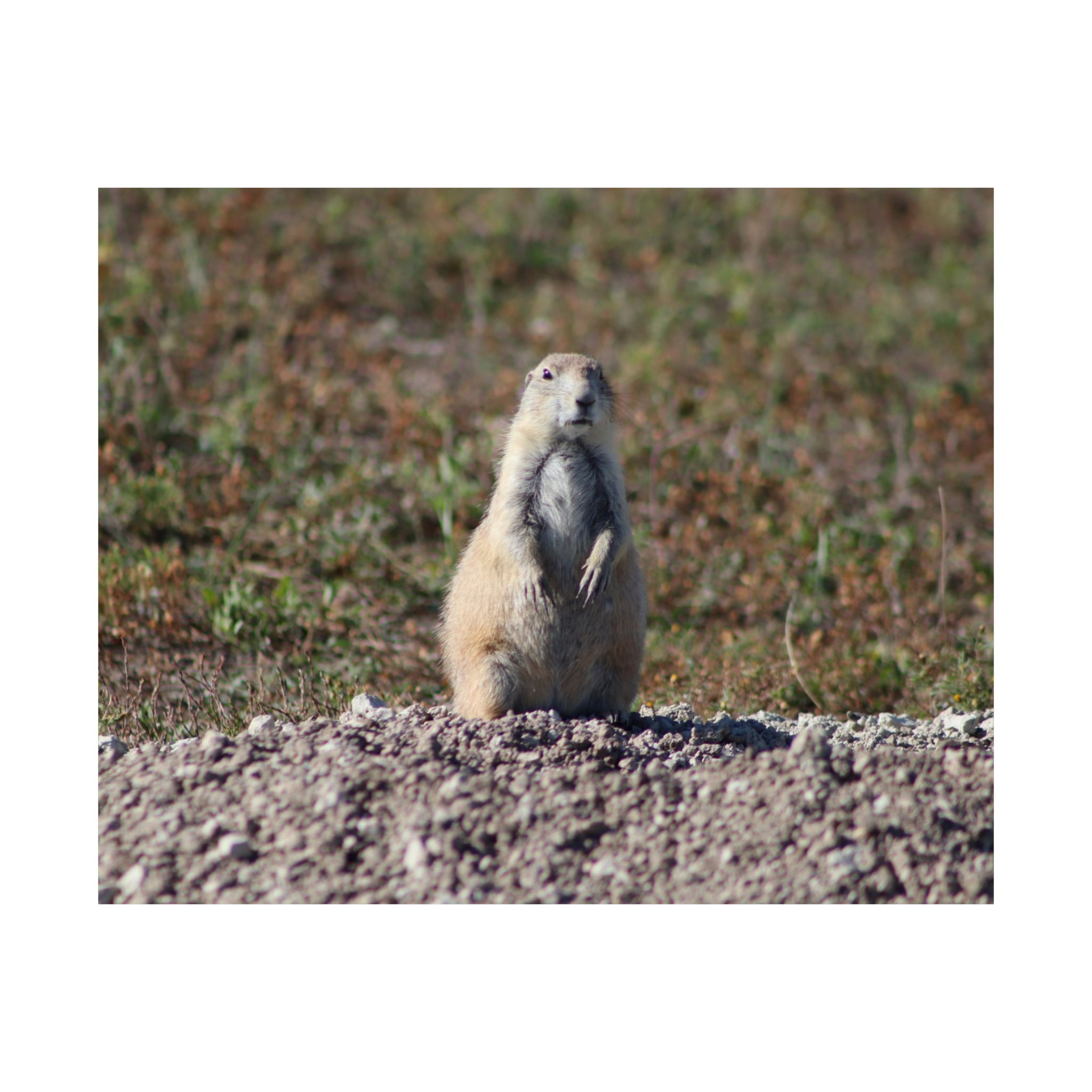 Prairie Dog Wildlife Fine Art Giclée – Badlands National Park, South Dakota – Great Plains Prairie Nature Photography on 300 gsm Archival Paper for Collectors and Rustic Western Wall Art - Image 13
