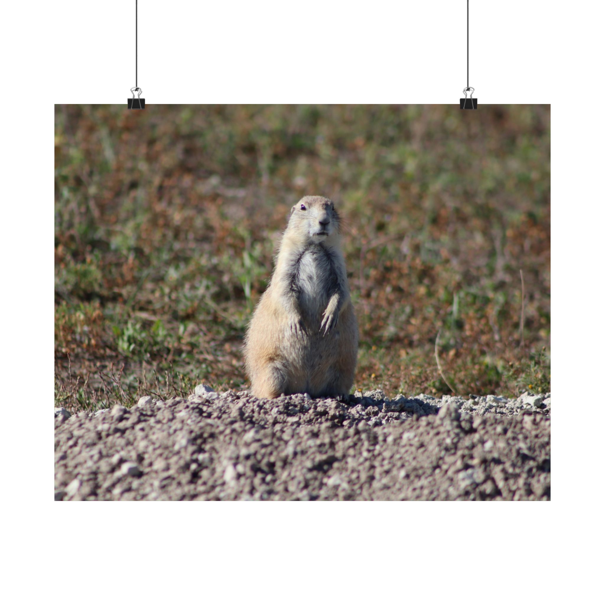 Prairie Dog Wildlife Fine Art Giclée – Badlands National Park, South Dakota – Great Plains Prairie Nature Photography on 300 gsm Archival Paper for Collectors and Rustic Western Wall Art - Image 14