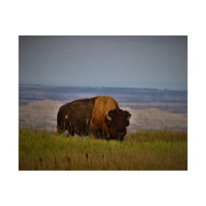 Wild Buffalo at Badlands National Park South Dakota – American Bison Grazing on Prairie Grasslands with Scenic Buttes – Rustic Western Wildlife Wall Art Matte Print