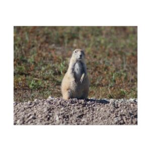 Prairie Dog Standing Alert at Badlands National Park, South Dakota – Great Plains Grasslands Wildlife Nature Photography for Rustic Western Home Décor – High-Detail Wall Art Matte Paper Print