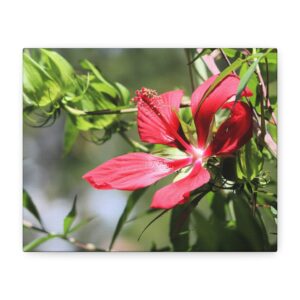 Blazing Star Hibiscus Canvas Wall Art – Vibrant Red Summer Flower Photography, Botanical Nature Print from North Carolina Gardens – Wrapped Canvas Home Decor