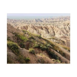 Bighorn Sheep on Rugged Cliffs at Badlands National Park, South Dakota – Wildlife and Scenic Landscape Photography Matte Poster Print