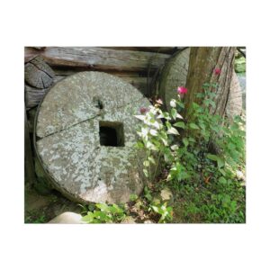 Grinding Stone at Ely’s Mill on the Roaring Fork – Historic Grist Mill Stone with Moss and Wildflowers – Great Smoky Mountains National Park, Gatlinburg Tennessee Nature Photography Matte Art Print