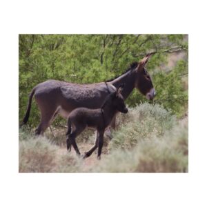 Father and Son Wild Donkeys in Nevada Fine Art Print – Southwestern Desert Wildlife Photography – Burros in Nature Premium 300 gsm Poster (Unframed)