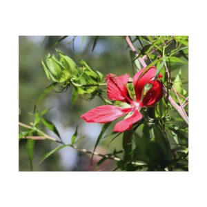 Blazing Star Hibiscus Flower Print – Vibrant Red Bloom in North Carolina Garden Photography | Matte Wall Art Poster
