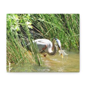 Gallery Wrapped Canvas Wall Art – Great Blue Heron with Fish in Reeds – North Carolina Wetlands Wildlife Photography Coastal Bird Decor
