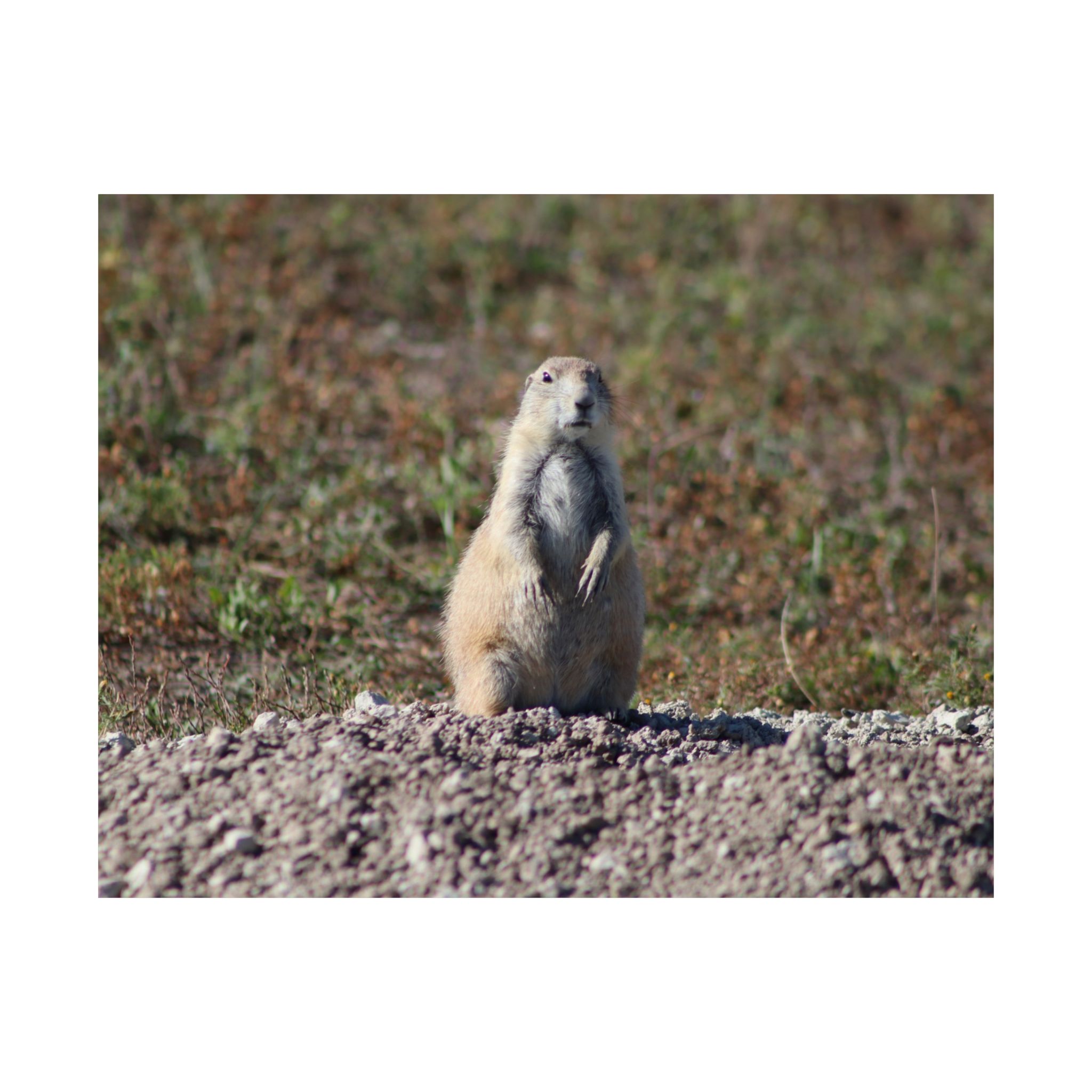 Prairie Dog Wildlife Fine Art Giclée – Badlands National Park, South Dakota – Great Plains Prairie Nature Photography on 300 gsm Archival Paper for Collectors and Rustic Western Wall Art - Image 5