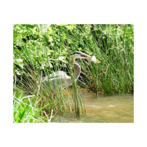Great Blue Heron Wildlife Photography Print – Iconic Bird Catching Fish in Eastern North Carolina Wetlands – Fine Art Nature Print on 300 gsm Paper for Coastal Décor, Birdwatchers, and Wildlife Enthusiasts