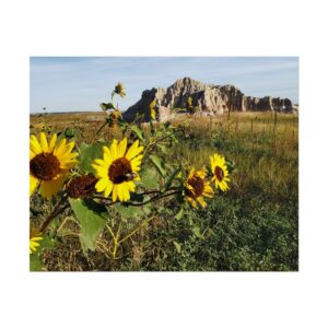 Sunflowers at Badlands National Park South Dakota | Vibrant Yellow Wildflowers with Rugged Sandstone Buttes Scenic Landscape Wall Art Nature Photography Matte Poster Print