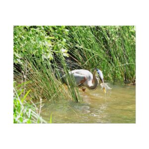 Great Blue Heron Catching a Fish in Reeds – Wildlife Photography Print from Eastern North Carolina Wetlands – Coastal Bird Watching Nature Wall Art