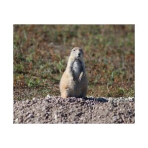 Prairie Dog Wildlife Fine Art Giclée – Badlands National Park, South Dakota – Great Plains Prairie Nature Photography on 300 gsm Archival Paper for Collectors and Rustic Western Wall Art