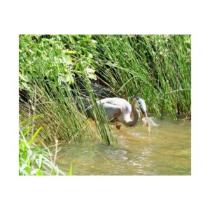 Fine Art Print of Great Blue Heron Catching Fish – Eastern North Carolina Wetlands Wildlife Photography – Coastal Bird Nature Home Decor