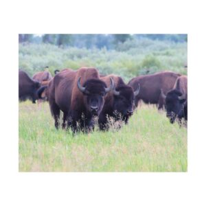 Wild Buffalo at Grand Teton National Park Wyoming – Fine Art Photography Print of American Bison Grazing in Meadow – Stunning Western Wildlife & National Park Landscape Wall Art on 300 gsm Paper