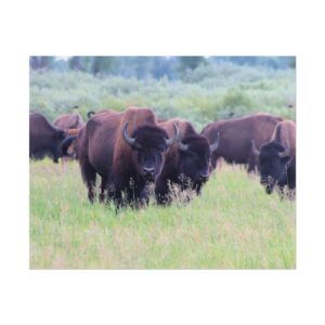 Wild Buffalo Herd in Grand Teton National Park Wyoming – Scenic Wildlife Photography Print of American Bison Grazing in Lush Green Meadow with Majestic Mountain Backdrop – Matte Wall Art