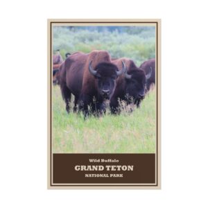 Wild Buffalo Grand Teton National Park Vintage Travel Poster – American Bison Wildlife Art Print – Rustic Western Wall Décor for Nature & Adventure Lovers