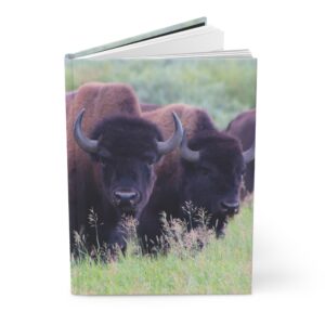 Wild Buffalo Herd in a Grassy Meadow Hardcover Journal, Grand Teton National Park Inspired Travel Notebook, Original Photography