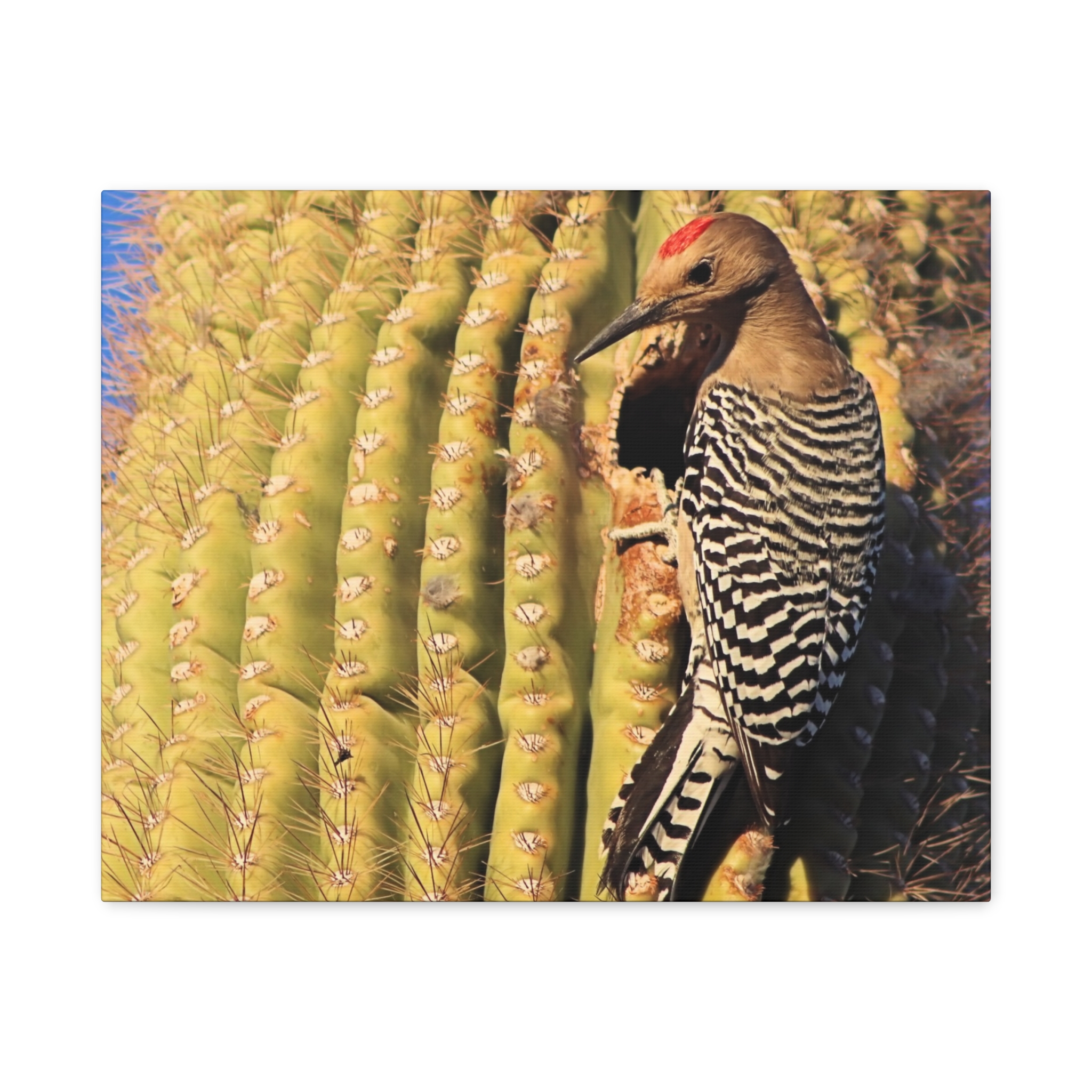 Gila Woodpecker on Saguaro Cactus – Wrapped Canvas Wall Art | Kofa National Wildlife Refuge Print | Arizona Bird and Desert Home Decor - Image 9