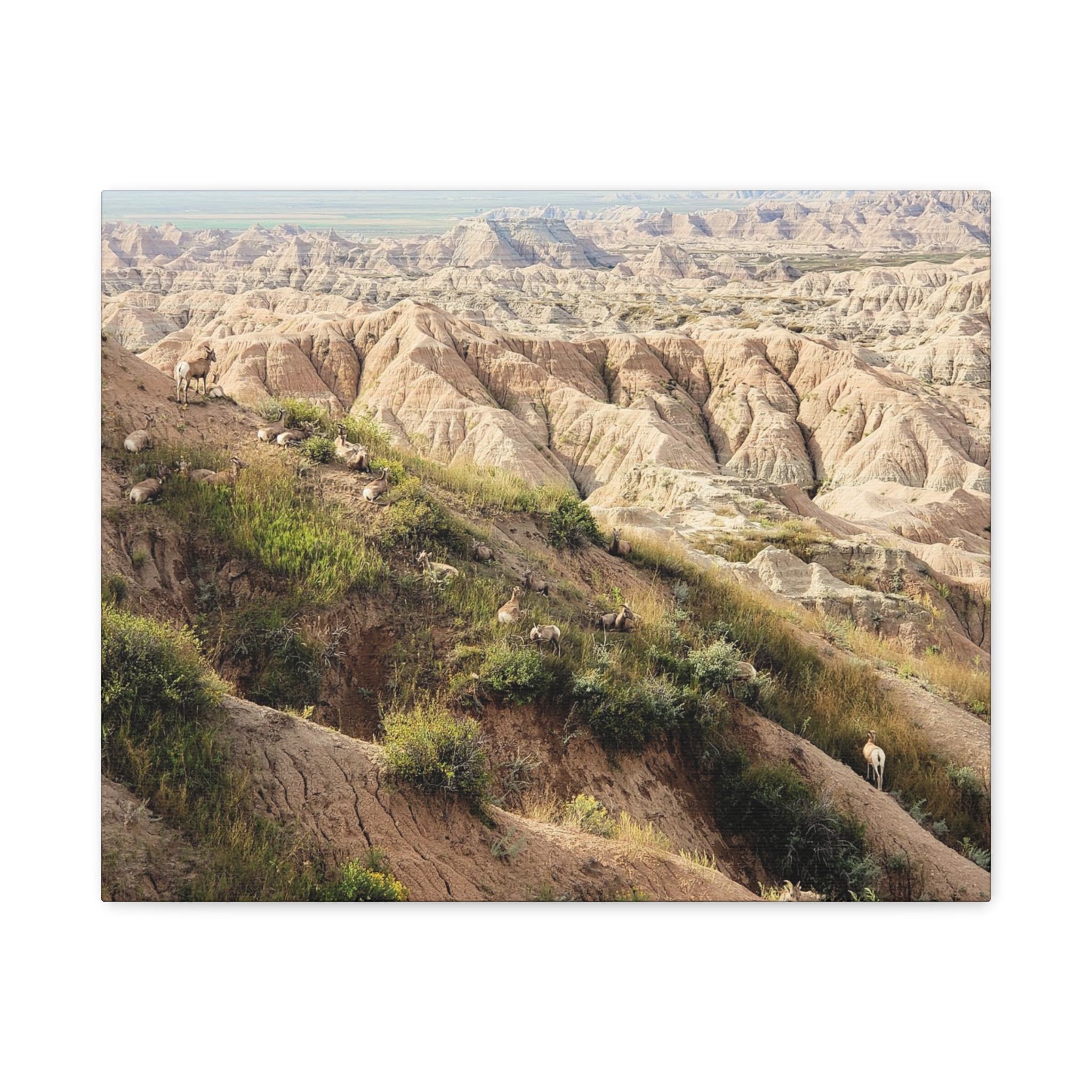 Wrapped Canvas Wall Art of Bighorn Sheep on Rugged Cliffs in Badlands National Park, South Dakota – Wildlife and Scenic Nature Photography - Image 9