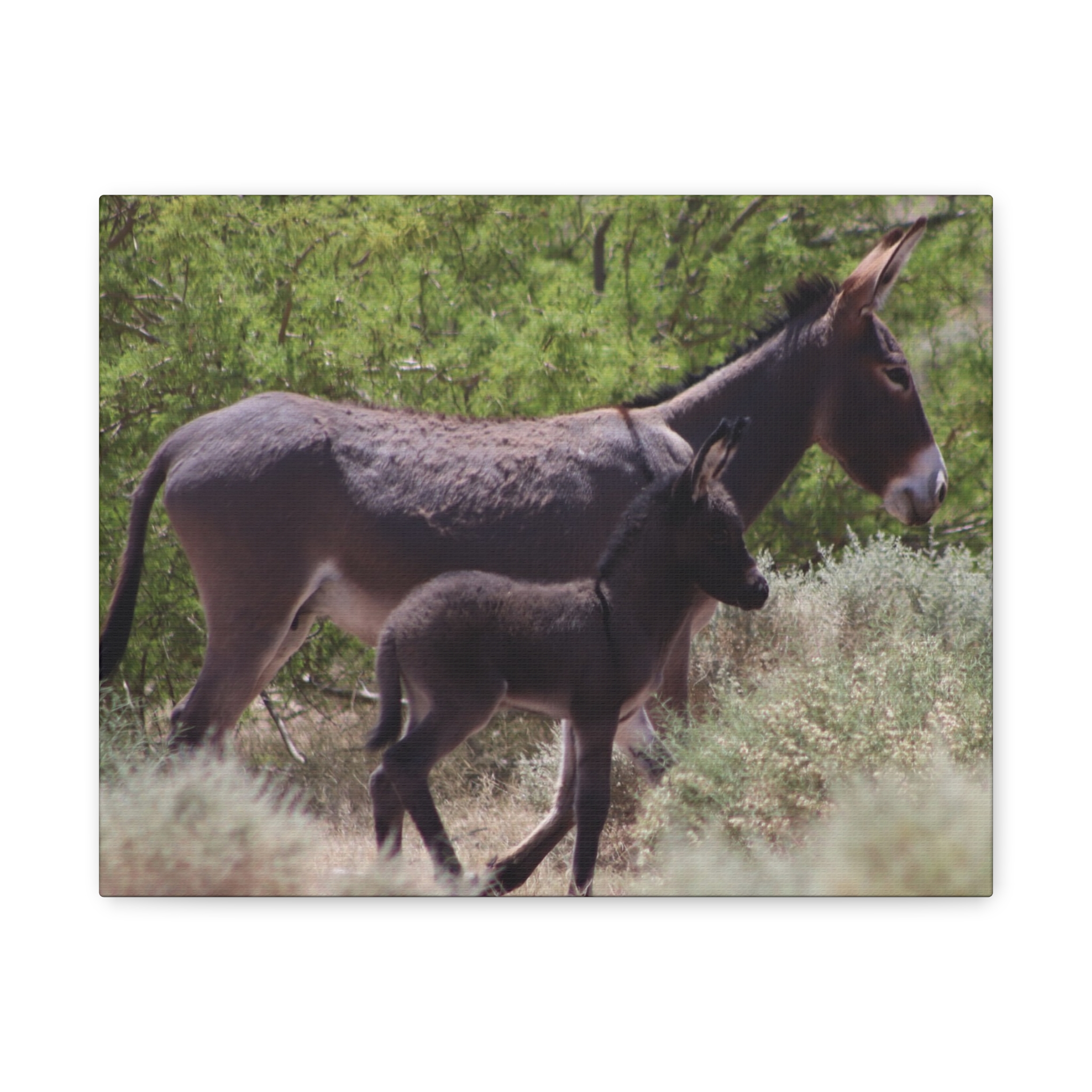 Father and Son Wild Donkeys in Nevada Wrapped Canvas Wall Art – Southwestern Desert Wildlife Photography – Burros in Nature Print Ready to Hang - Image 5