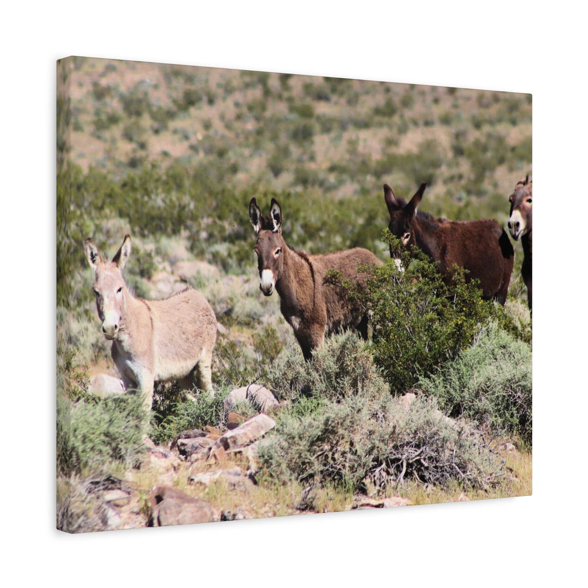 Wild Donkey Family in Nevada Wrapped Canvas Wall Art – Desert Wildlife Photography – Burros in Natural Habitat Gallery Print Ready to Hang - Image 10