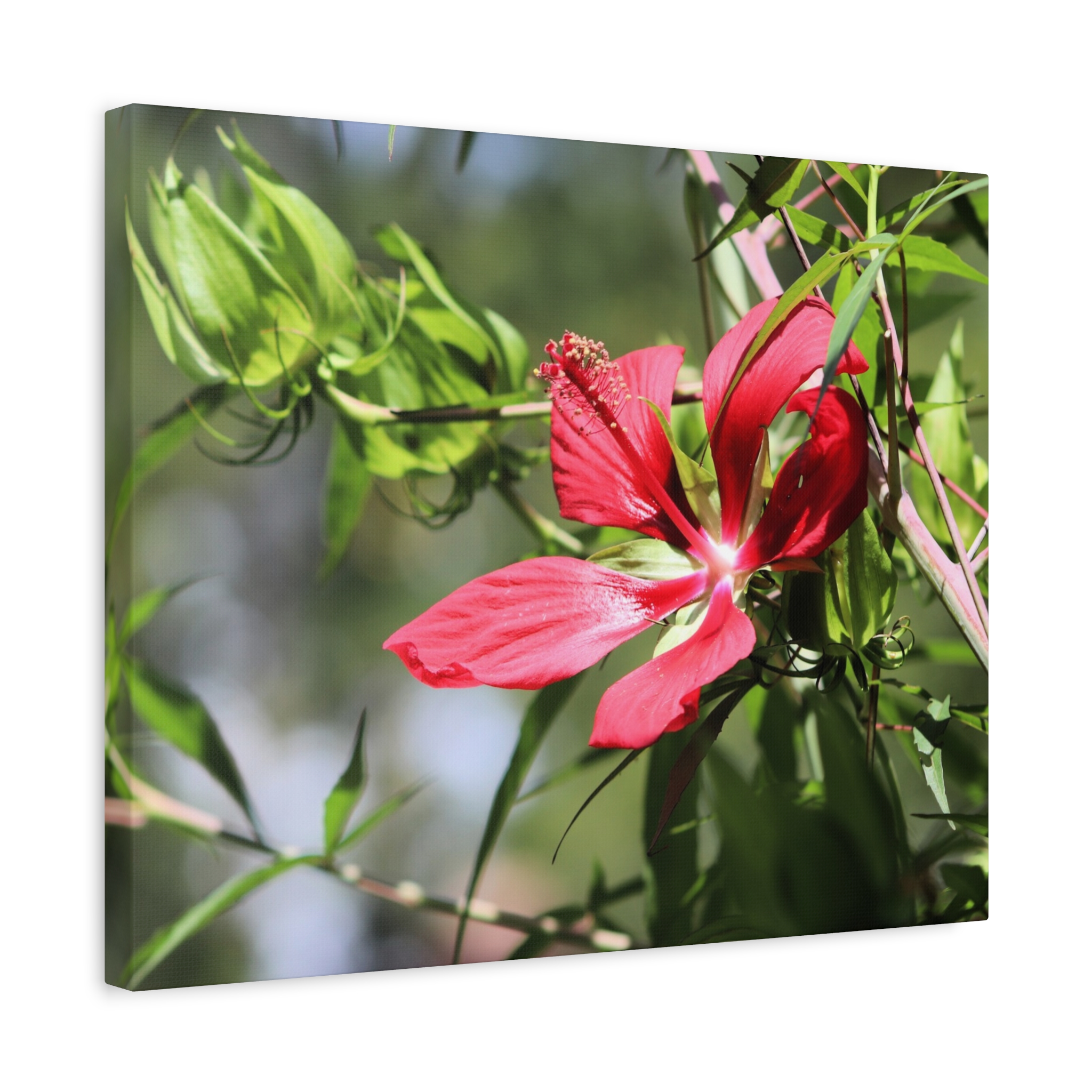 Blazing Star Hibiscus Canvas Wall Art – Vibrant Red Summer Flower Photography, Botanical Nature Print from North Carolina Gardens – Wrapped Canvas Home Decor - Image 10