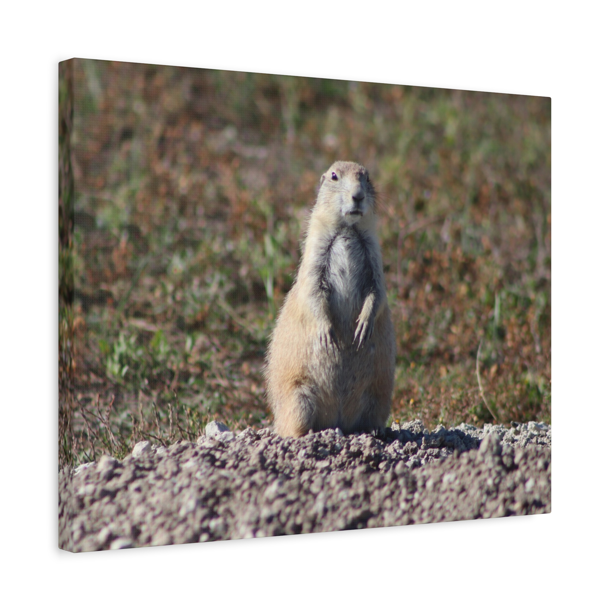 Prairie Dog Wrapped Canvas Wall Art – Badlands National Park, South Dakota Wildlife and Prairie Landscape Photography – Gallery-Wrapped, Ready-to-Hang Rustic Western Home Décor - Image 10