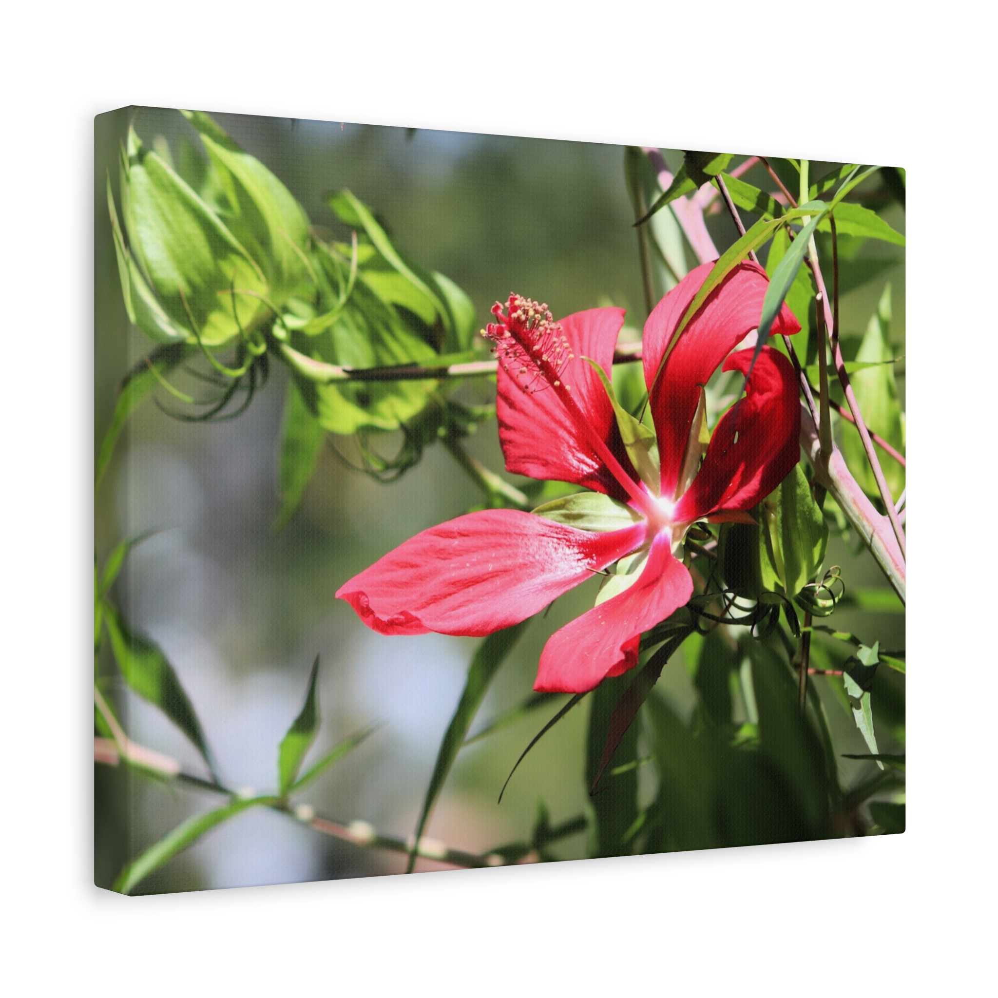 Blazing Star Hibiscus Canvas Wall Art – Vibrant Red Summer Flower Photography, Botanical Nature Print from North Carolina Gardens – Wrapped Canvas Home Decor - Image 6