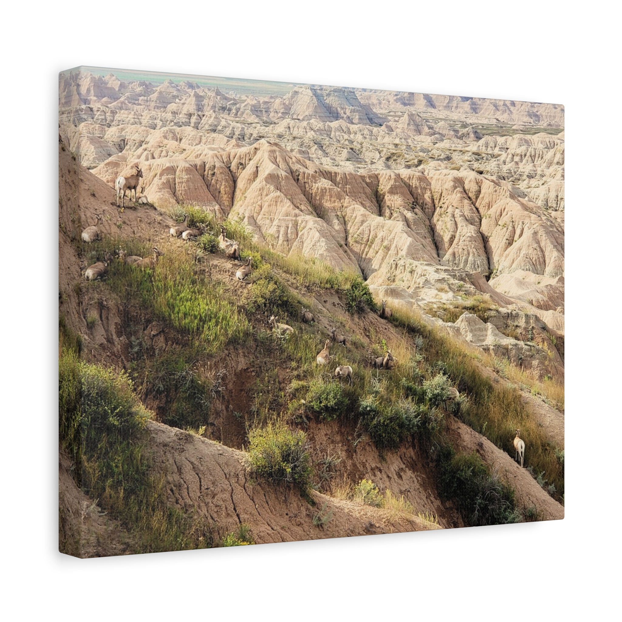 Wrapped Canvas Wall Art of Bighorn Sheep on Rugged Cliffs in Badlands National Park, South Dakota – Wildlife and Scenic Nature Photography - Image 6
