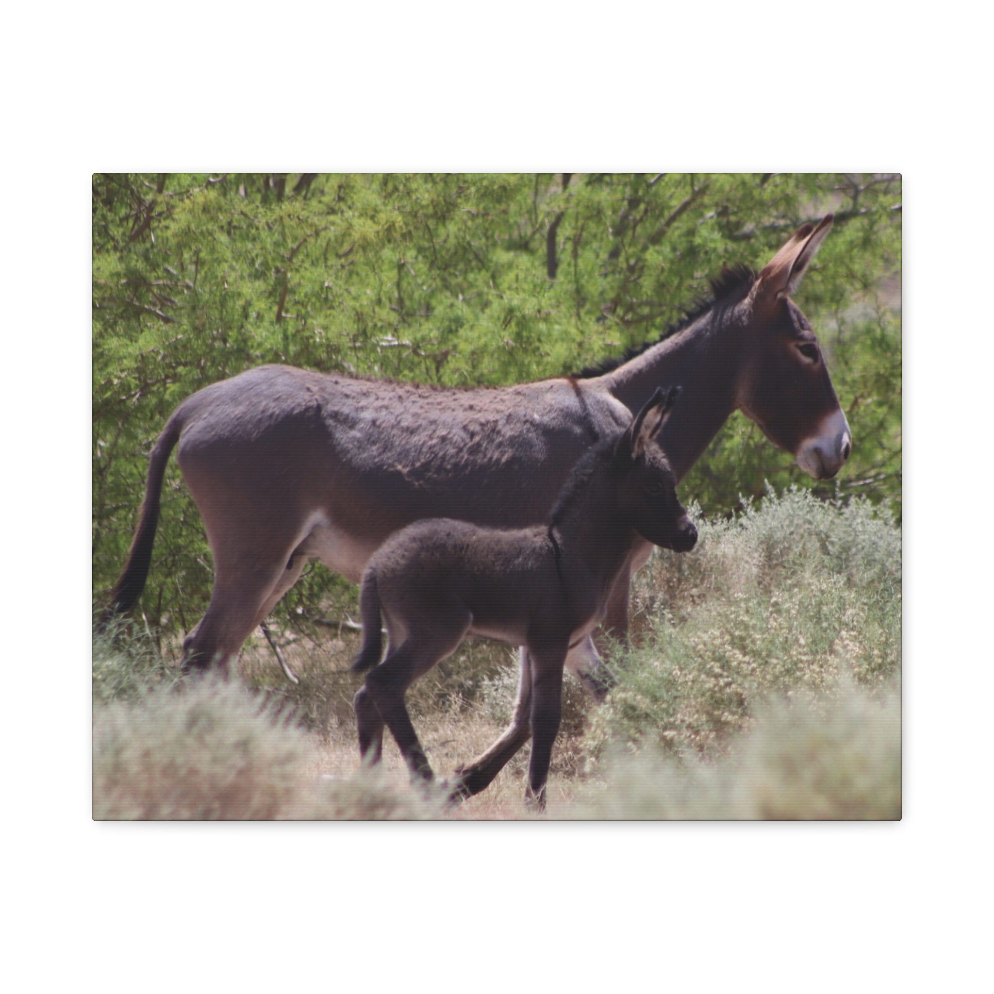 Father and Son Wild Donkeys in Nevada Wrapped Canvas Wall Art – Southwestern Desert Wildlife Photography – Burros in Nature Print Ready to Hang - Image 9