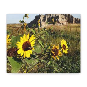 Wrapped Canvas Wall Art Sunflowers at Badlands National Park South Dakota | Prairie Wildflowers and Rugged Sandstone Buttes Rustic Landscape Décor Nature Photography