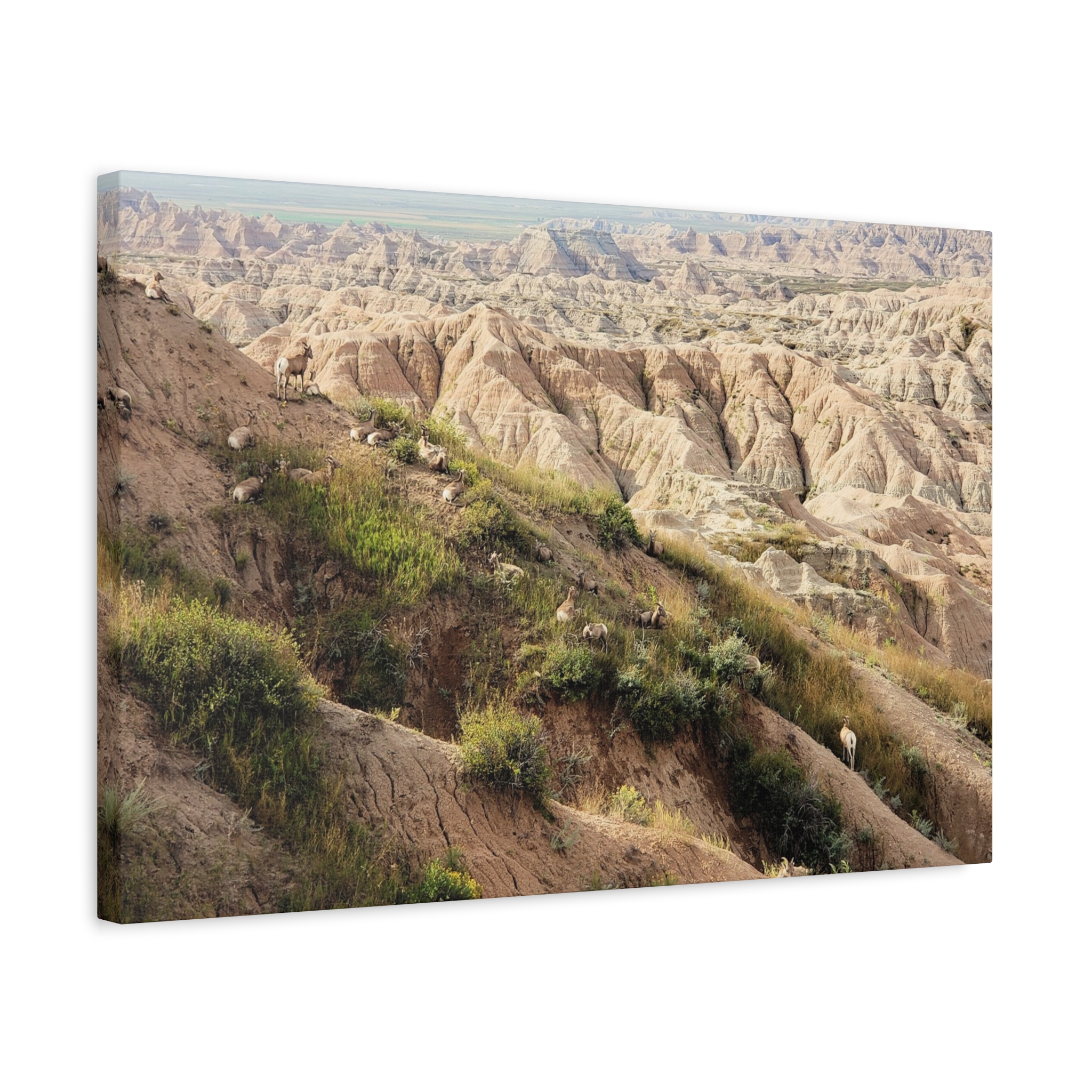 Wrapped Canvas Wall Art of Bighorn Sheep on Rugged Cliffs in Badlands National Park, South Dakota – Wildlife and Scenic Nature Photography - Image 14