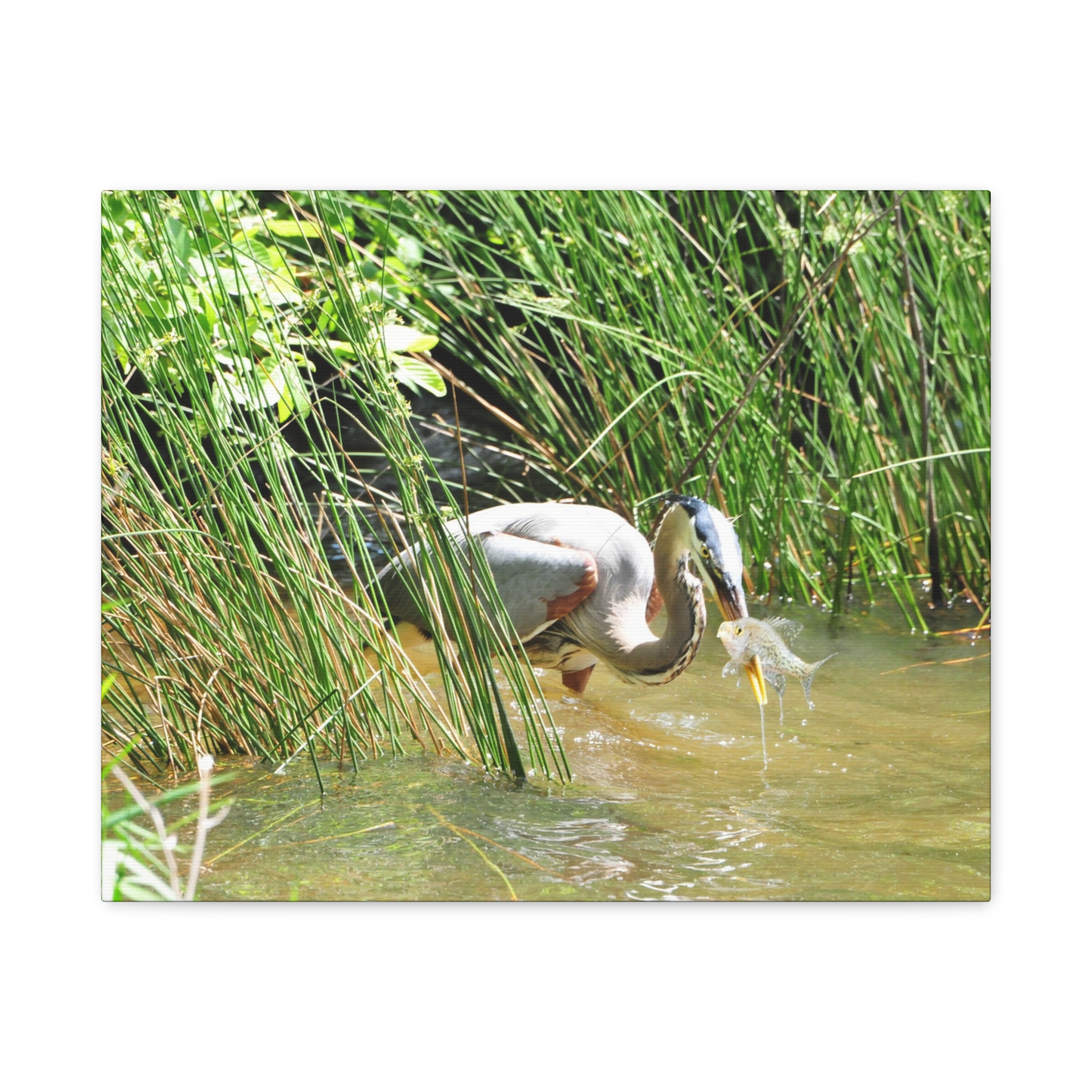 Gallery Wrapped Canvas Wall Art – Great Blue Heron with Fish in Reeds – North Carolina Wetlands Wildlife Photography Coastal Bird Decor - Image 9