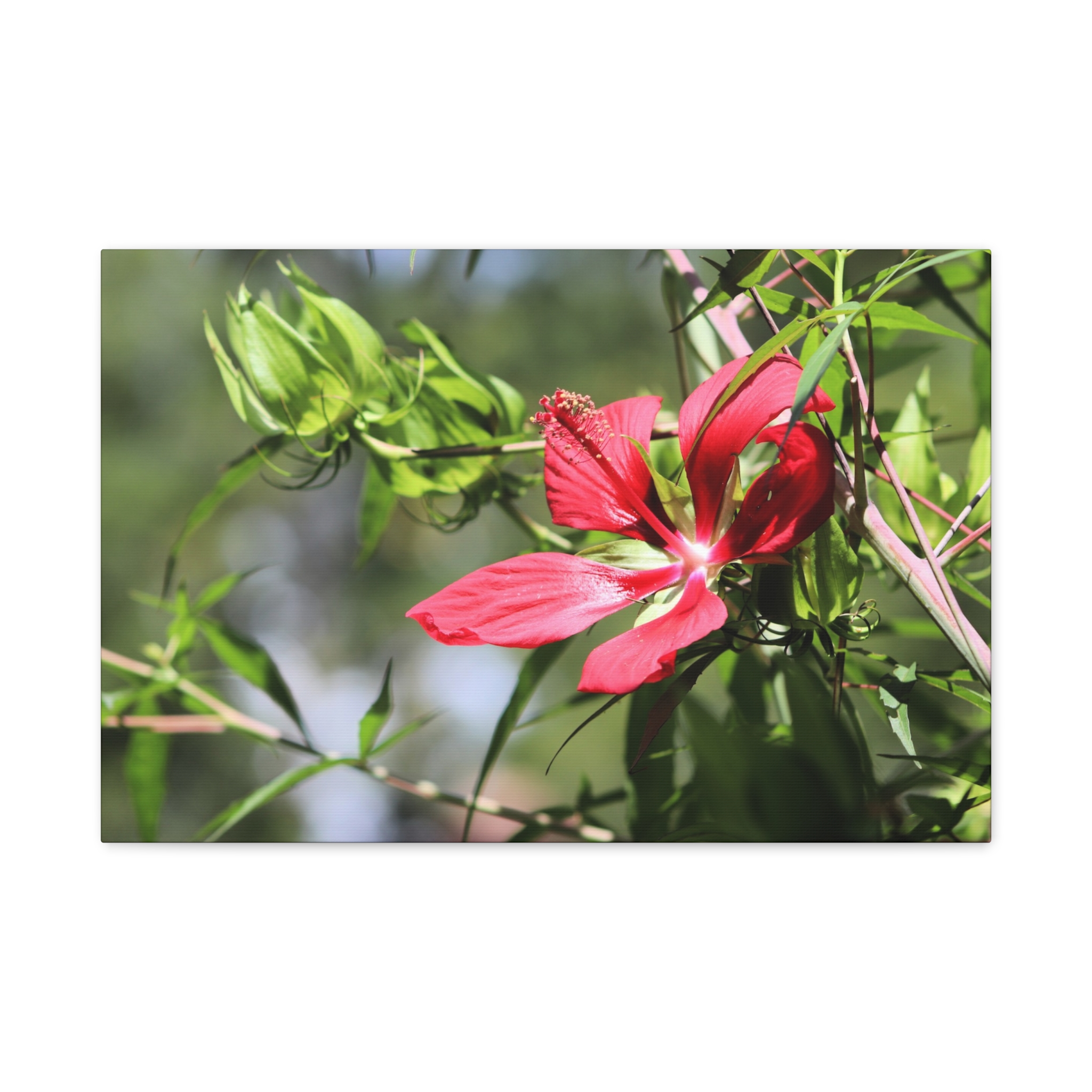 Blazing Star Hibiscus Canvas Wall Art – Vibrant Red Summer Flower Photography, Botanical Nature Print from North Carolina Gardens – Wrapped Canvas Home Decor - Image 13