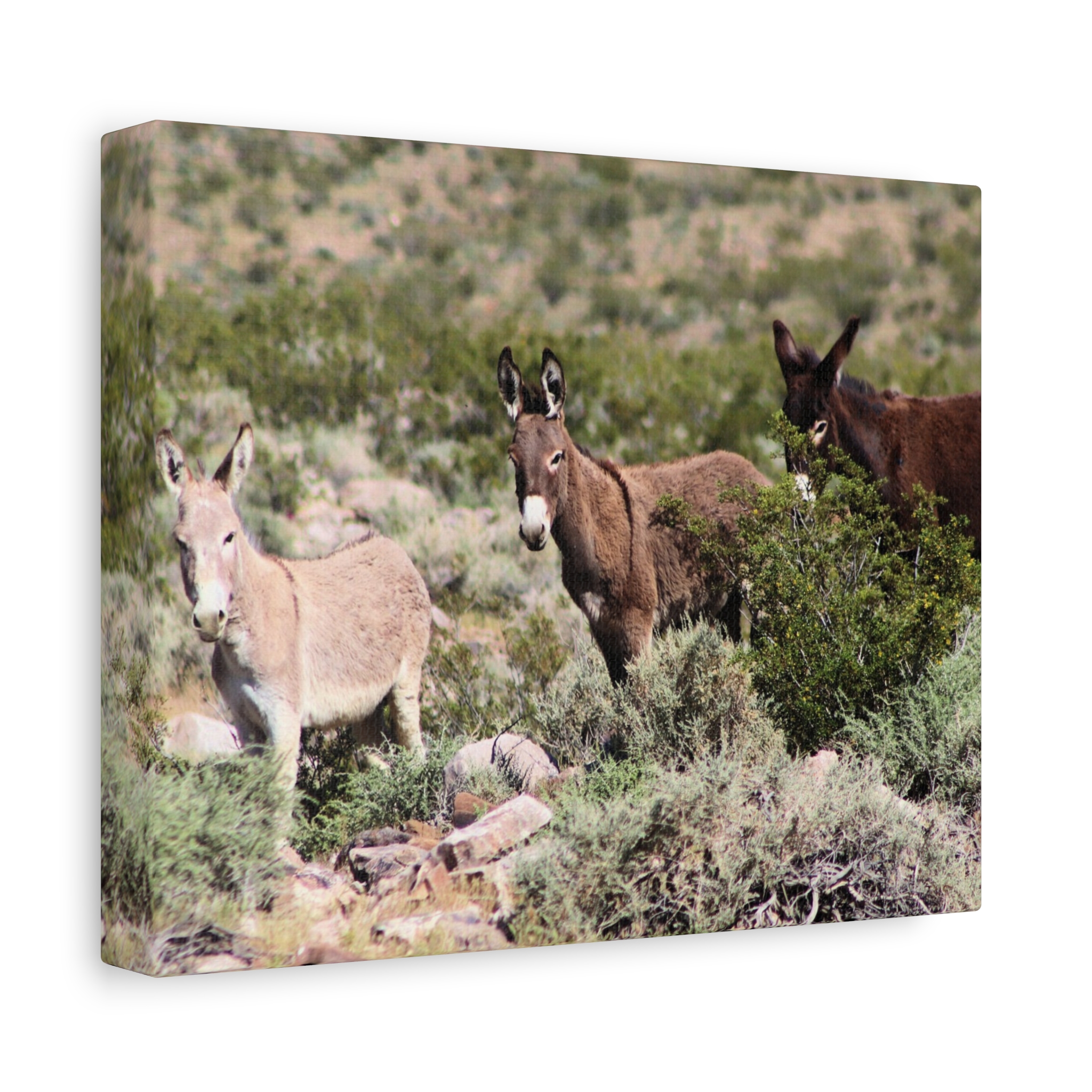 Wild Donkey Family in Nevada Wrapped Canvas Wall Art – Desert Wildlife Photography – Burros in Natural Habitat Gallery Print Ready to Hang - Image 2