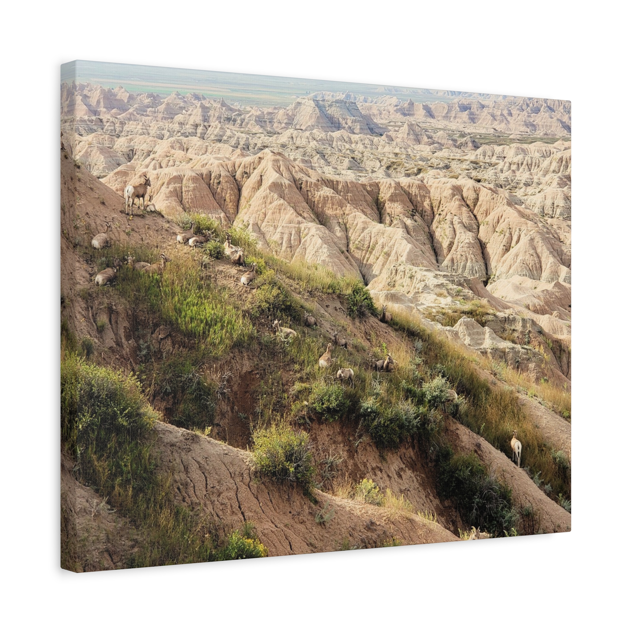 Wrapped Canvas Wall Art of Bighorn Sheep on Rugged Cliffs in Badlands National Park, South Dakota – Wildlife and Scenic Nature Photography - Image 10