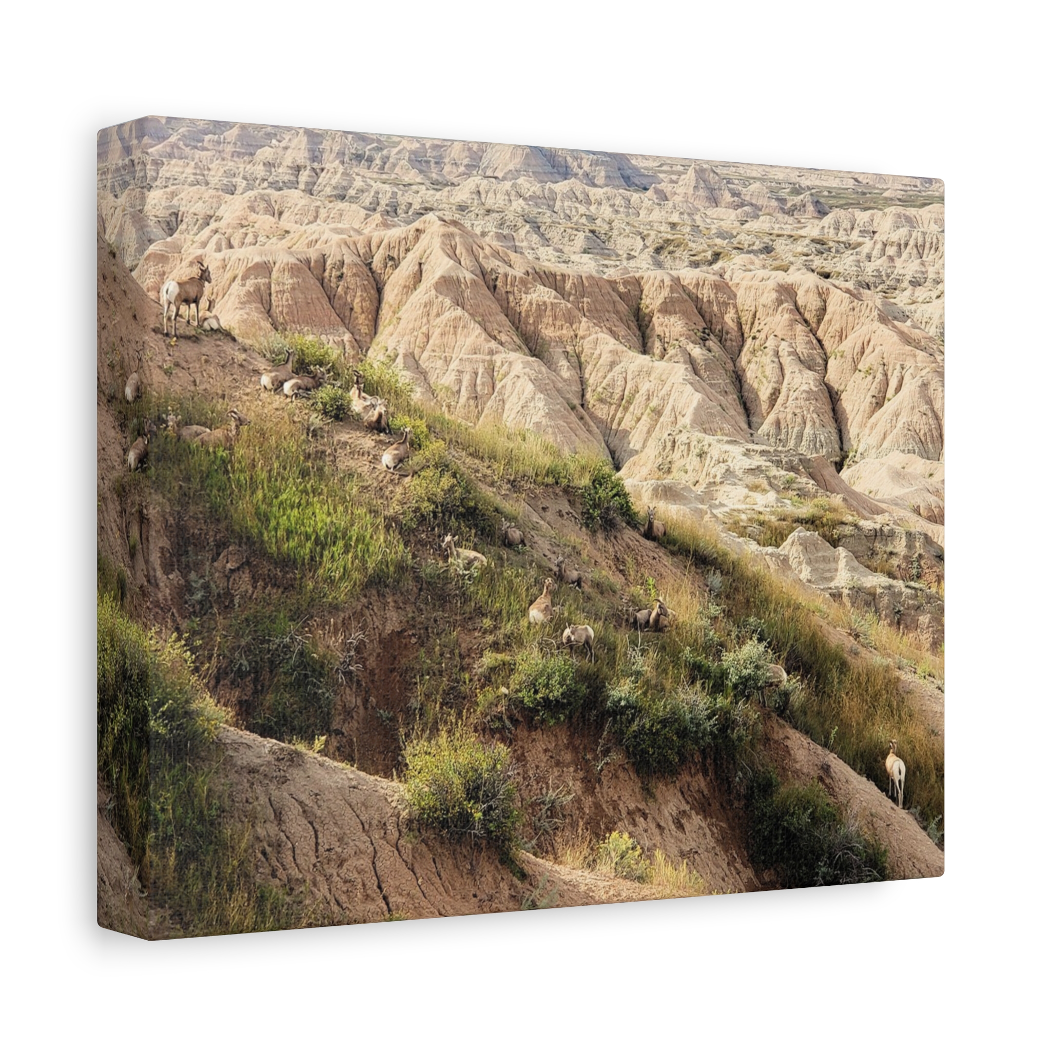 Wrapped Canvas Wall Art of Bighorn Sheep on Rugged Cliffs in Badlands National Park, South Dakota – Wildlife and Scenic Nature Photography - Image 2