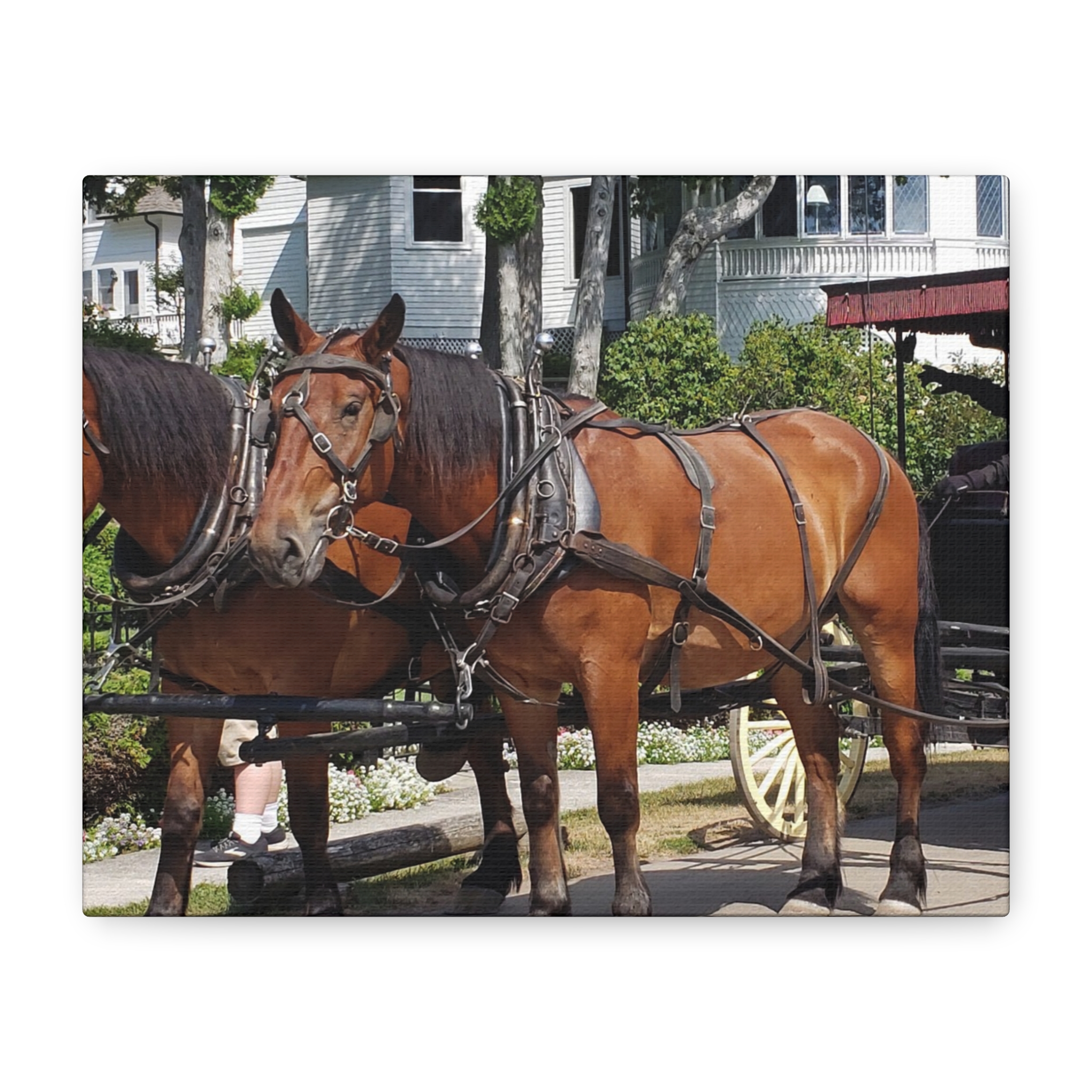 Horse and Carriage on West Bluff Mackinac Island Wrapped Canvas Wall Art – Historic Michigan Landmark Photography – Great Lakes Travel Décor – Horses, Carriage Rides, and Victorian Island Homes Print...