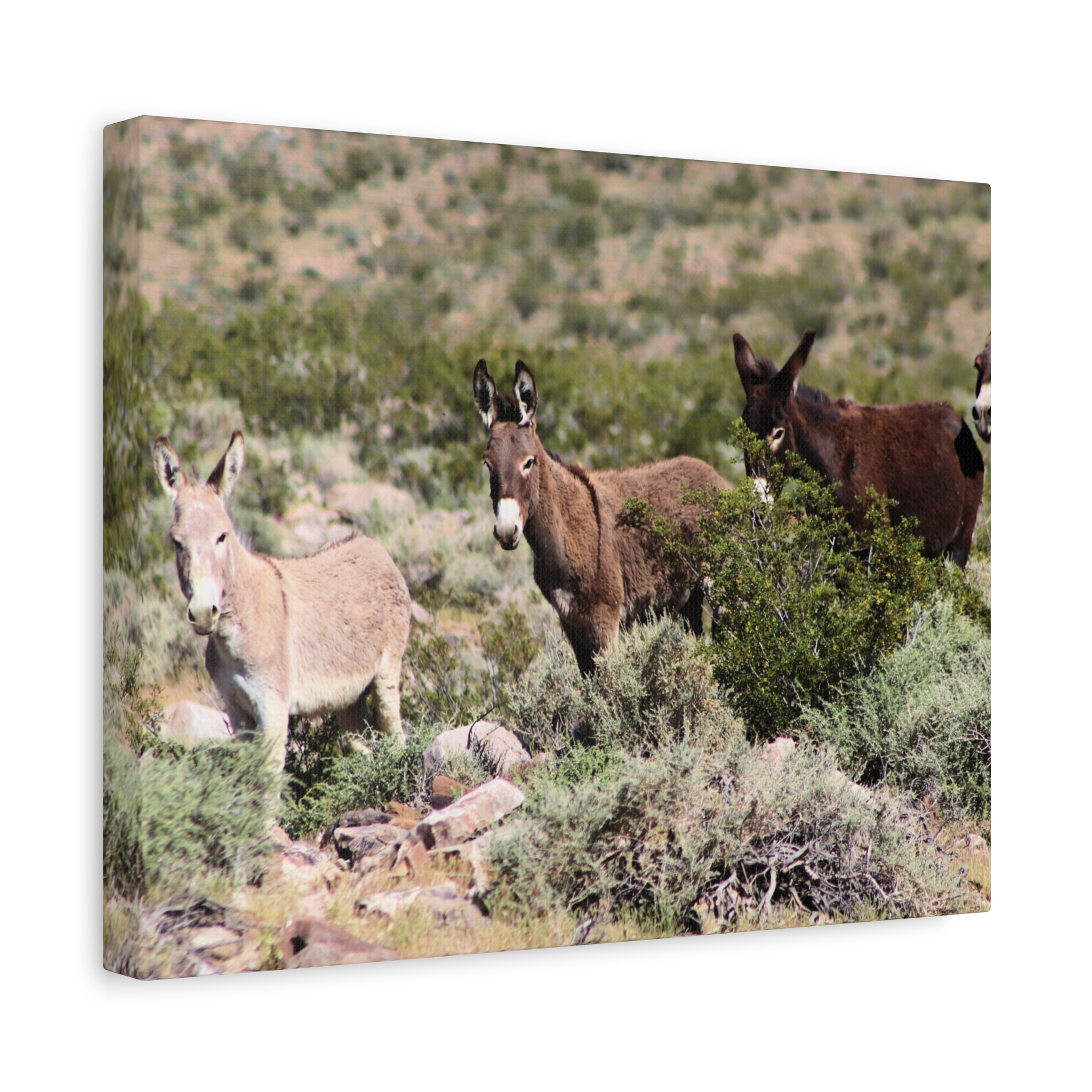 Wild Donkey Family in Nevada Wrapped Canvas Wall Art – Desert Wildlife Photography – Burros in Natural Habitat Gallery Print Ready to Hang - Image 6