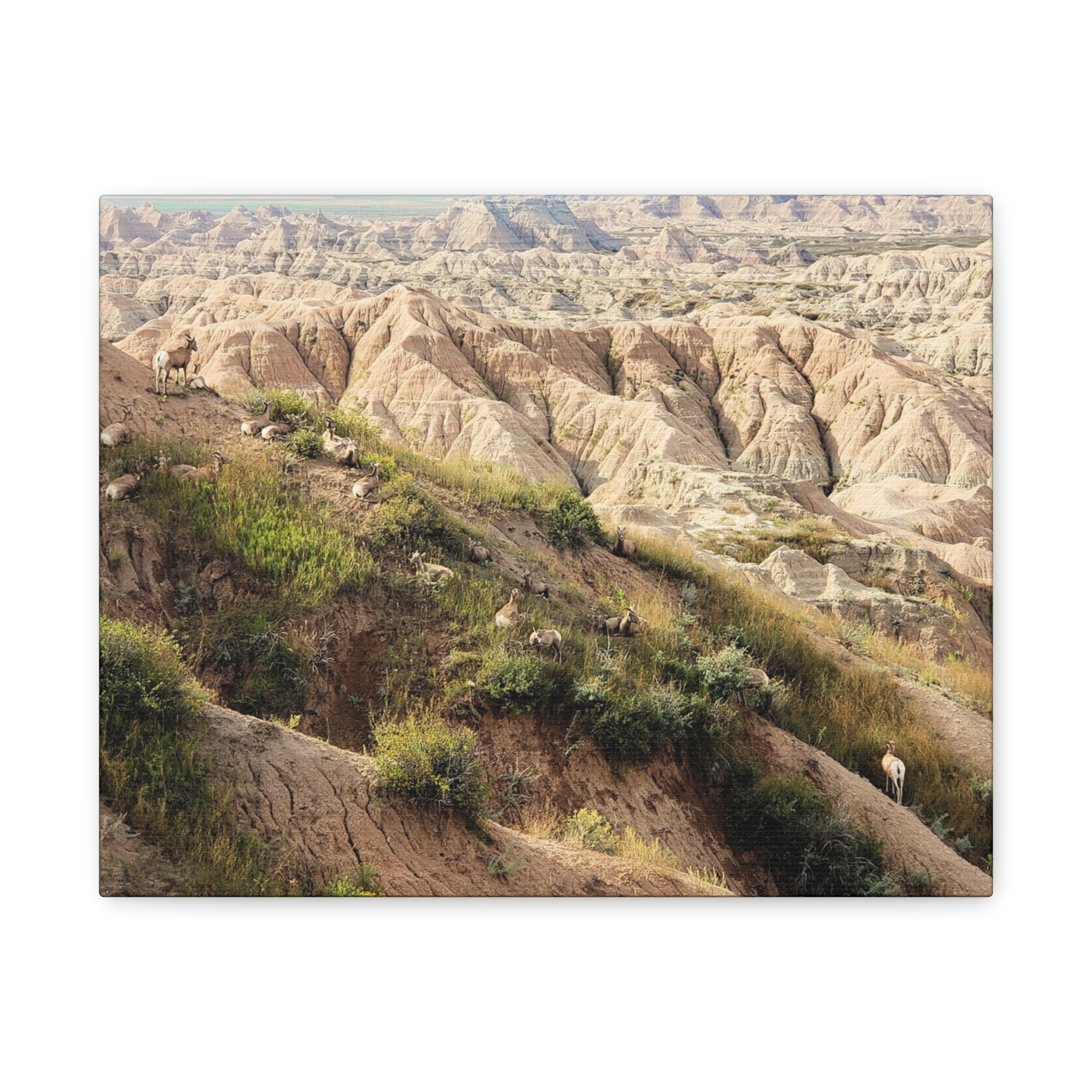 Wrapped Canvas Wall Art of Bighorn Sheep on Rugged Cliffs in Badlands National Park, South Dakota – Wildlife and Scenic Nature Photography - Image 5