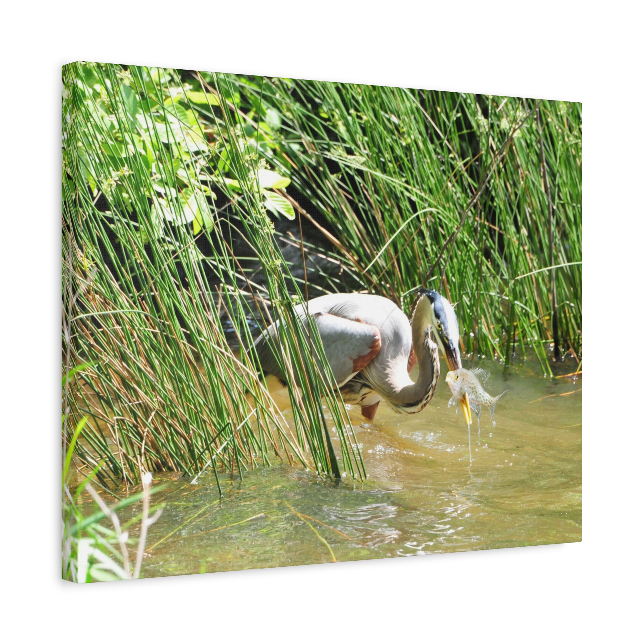 Gallery Wrapped Canvas Wall Art – Great Blue Heron with Fish in Reeds – North Carolina Wetlands Wildlife Photography Coastal Bird Decor - Image 10