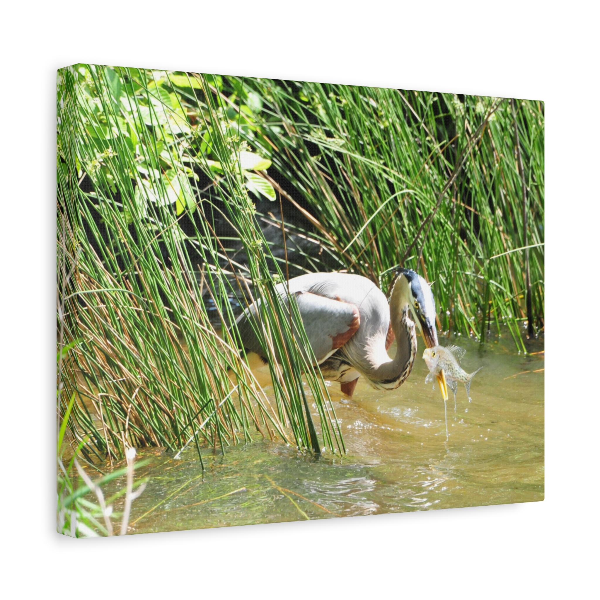 Gallery Wrapped Canvas Wall Art – Great Blue Heron with Fish in Reeds – North Carolina Wetlands Wildlife Photography Coastal Bird Decor - Image 6