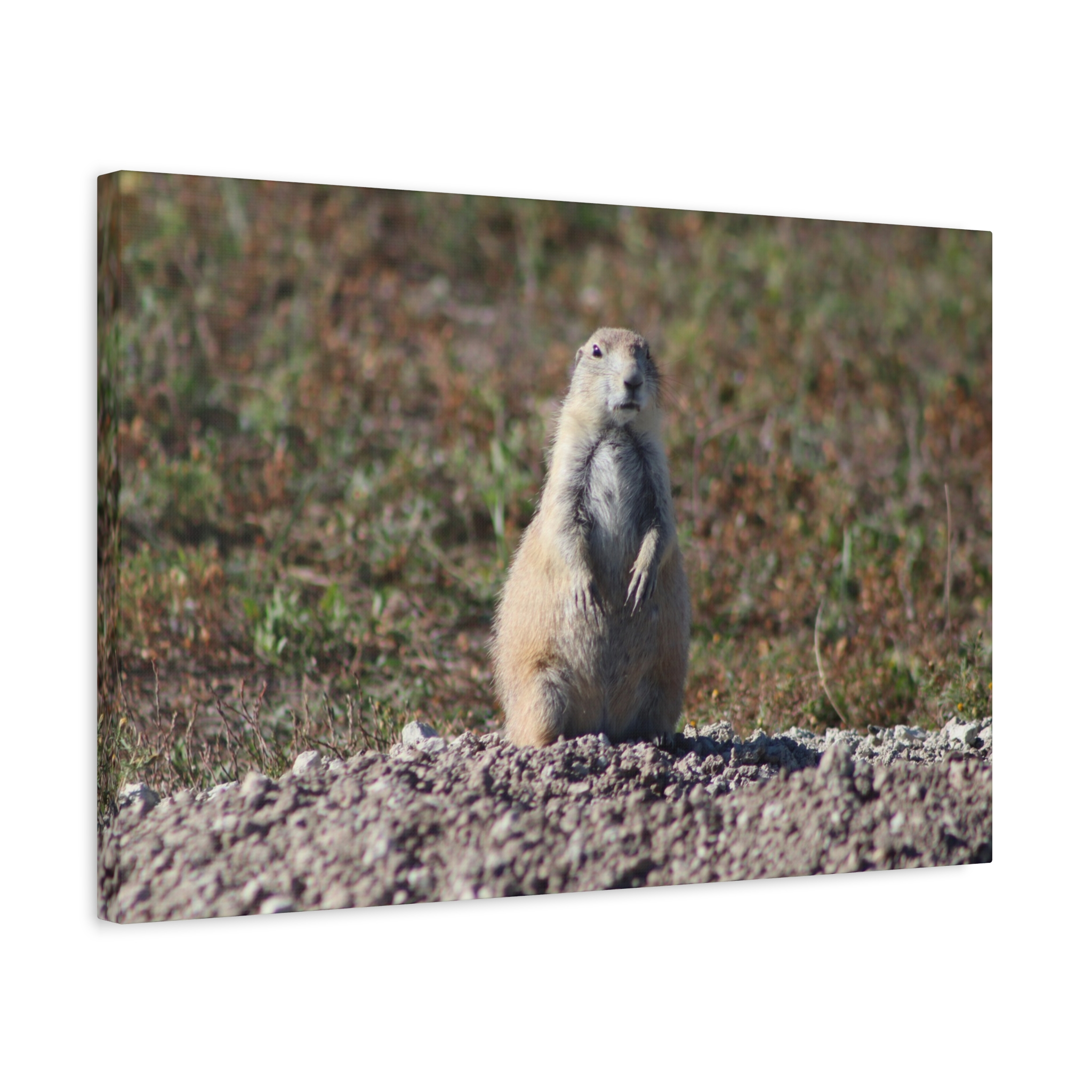 Prairie Dog Wrapped Canvas Wall Art – Badlands National Park, South Dakota Wildlife and Prairie Landscape Photography – Gallery-Wrapped, Ready-to-Hang Rustic Western Home Décor - Image 14